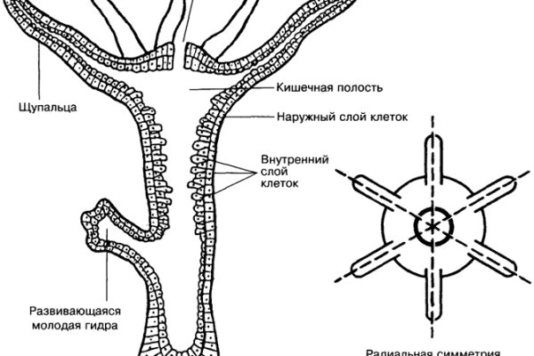 Mega fo зеркало сайт официальный